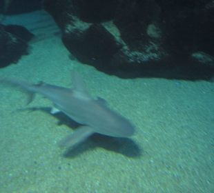 Aquarium / Oceanongrafic