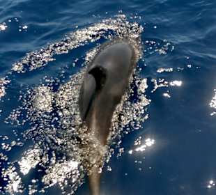 Delfin Tour Puerto Rico