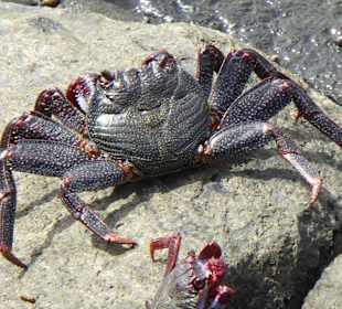 Krebs in San Agustin