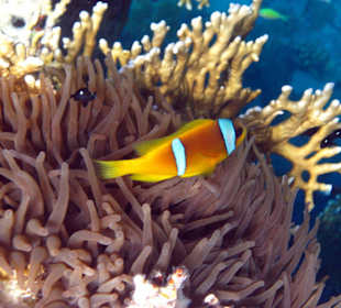 Rotmeer-Anemonenfisch am Hausriff