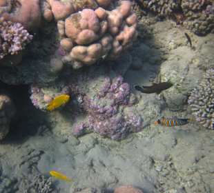 Großartiges Hausriff