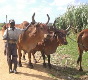 Truck Safarie mit RH.