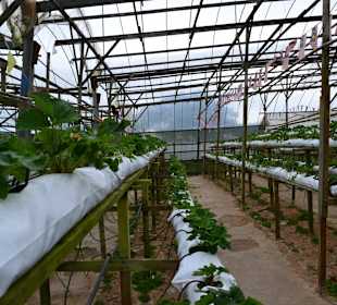 Strawberry Farm