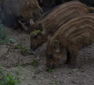 Naturwildpark Granat 