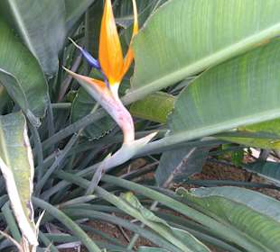 Gartenanlage