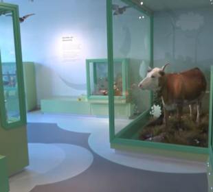 Museum Natur und Mensch