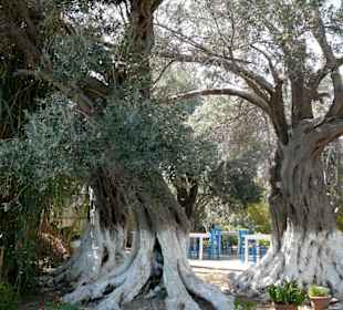 Uralte Olivenbäume
