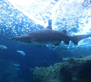 Aquarium Kreta in Heraklion