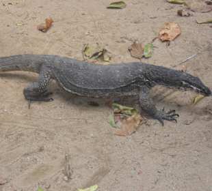 Monitor Lizards gibt es öfter zu sehen