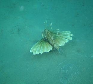 Schnorcheln Makadi Bay