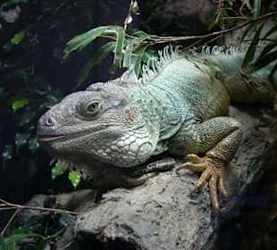 Auge in Auge mit dem Drachen