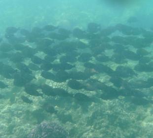 Schwarze Fische ohne Ende