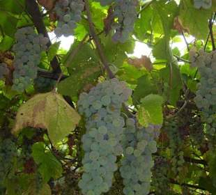 Weintrauben im Garten der Gastgeberin