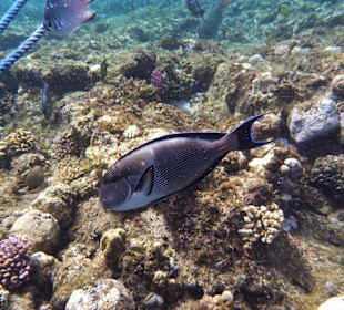 Am Hausriff des Lamaya Resort