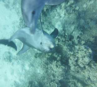 Delfine beim Auftauchen.