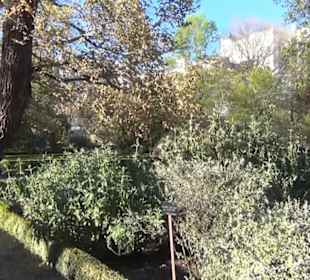 Real Jardín Botánico de Madrid