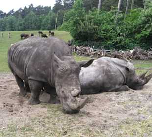 Nashörner am Wegesrand