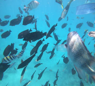 Schnorcheln Hurghada