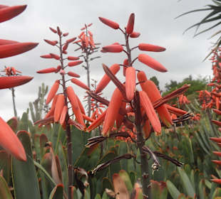 Inselrundfahrt Madeira