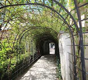 Weinrebengang im Hofgarten