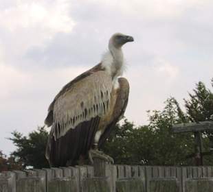 Gänsegeier im Falkenhof auf dem Großem Feldberg