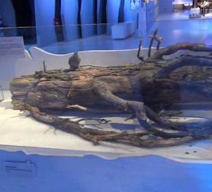 Nationalparkzentrum Haus der Berge