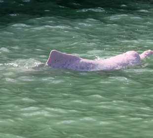 Pink Dolphin