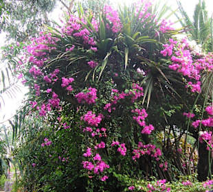 Wunderschöne Gärten im Tierpark