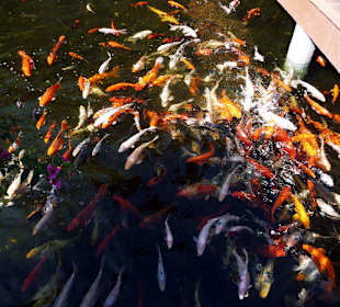 Koi's en masse im LoroPArk