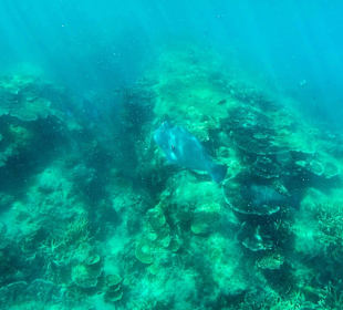 Napoleonfisch. Schnorcheltour mit Jebat