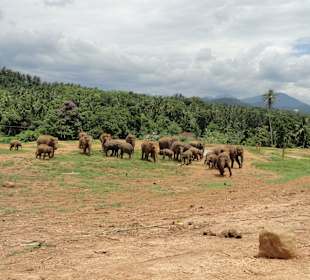 Elefantenwaisenhaus Pinnawela