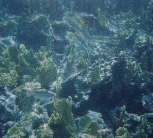 Picasso-Drückerfisch