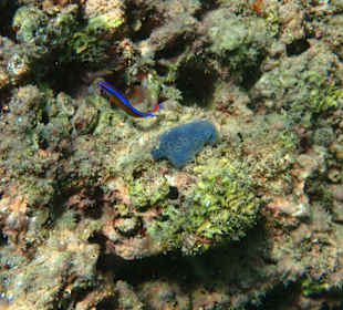 Unterwasserwelt Musandam