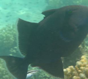Drückerfisch am Hausriff