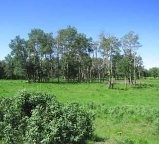 Typische Landschaft: Aspen Parkland