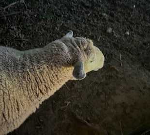 Herbstlichter Brückenkopfpark