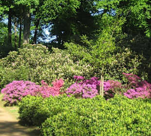 Die Rhododendrenblüten im Park.