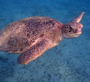 Schnorcheln Marsa Alam