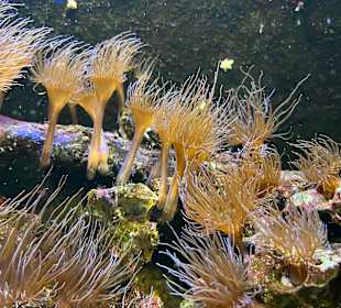 Aquazoo Löbbecke Museum Düsseldorf