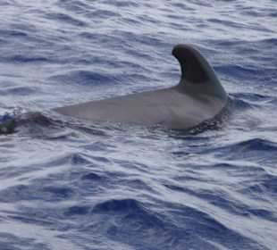 Whale-watching