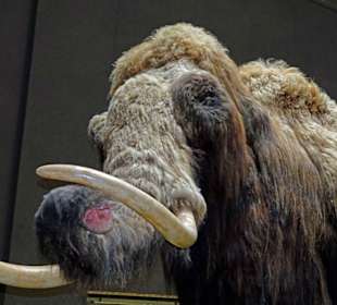 Kopf eines Waldelefanten