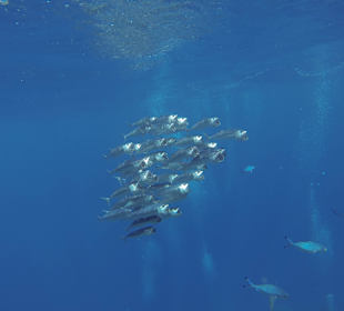 Schwarm Großmaulmakrelen 