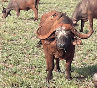 Geführte Touren Robert Safaris Adventure Galu Beach
