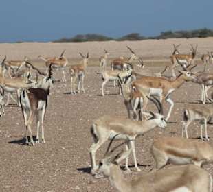 Überhaupt nicht scheu