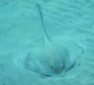 Schnorcheln Marsa Alam