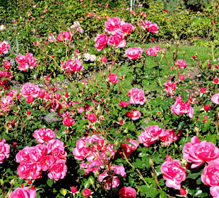 Spaziergang durch das Rosarium des Stadtgartens