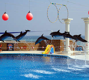 Delfinshow im Sealanya Delfinpark