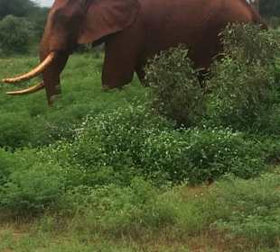 Rote Elefanten Tsavo East