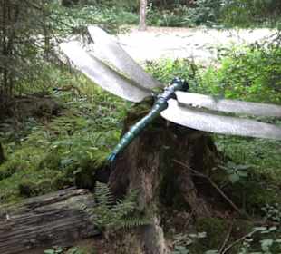 Dinosaurier Museum Altmühltal