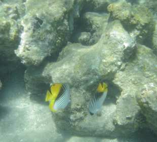 Bunte Fische 